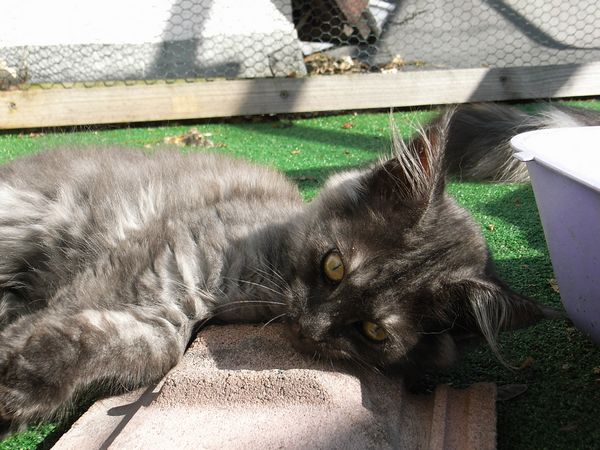 Undercover-Coon´s Flo Bild 157