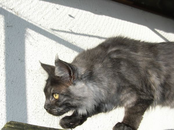 Undercover-Coon´s Flo Bild 161