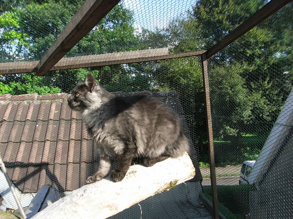Undercover-Coon´s Flo Bild 164