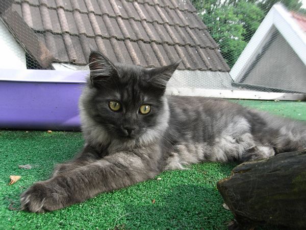 Undercover-Coon´s Flo Bild 166