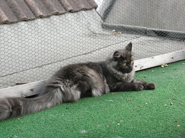 Undercover-Coon´s Flo Bild 167