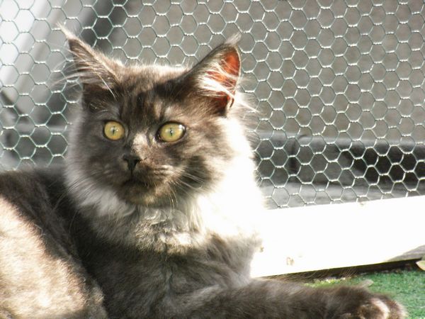 Undercover-Coon´s Flo Bild 169
