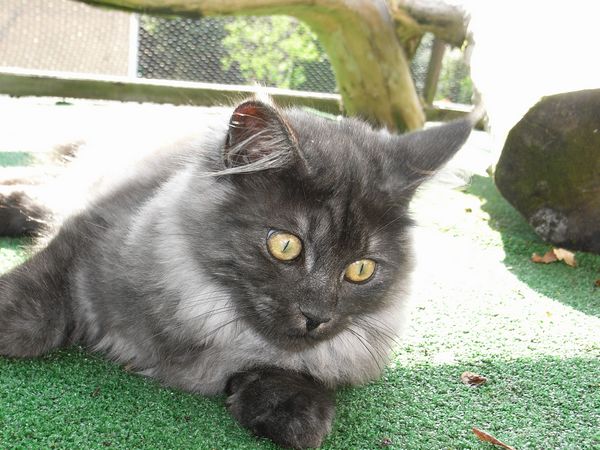 Undercover-Coon´s Flo Bild 170