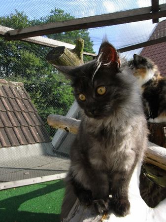 Undercover-Coon´s Flo Bild 172