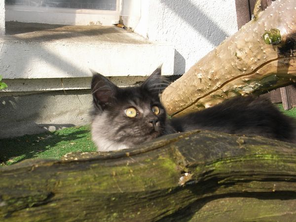 Undercover-Coon´s Flo Bild 173