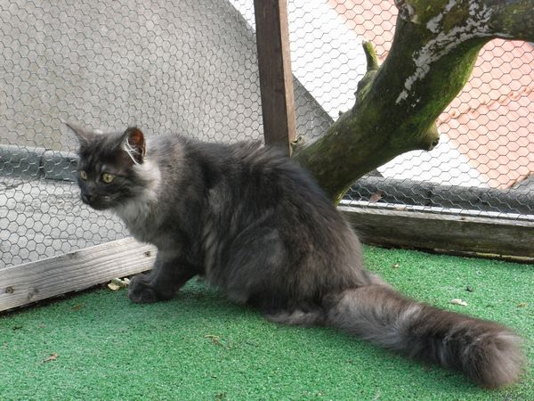 Undercover-Coon´s Flo Bild 176