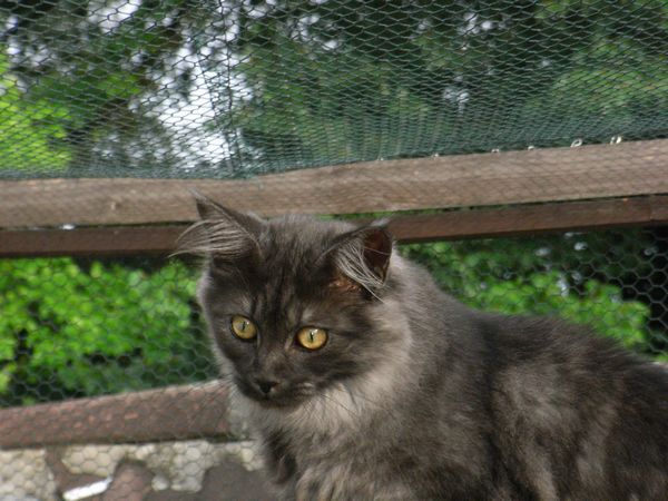 Undercover-Coon´s Flo Bild 178