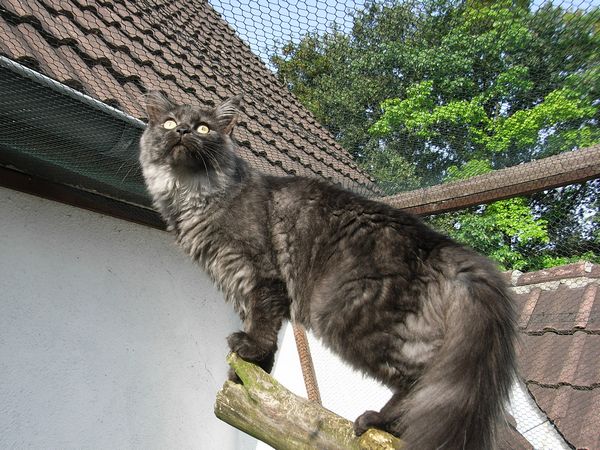 Undercover-Coon´s Flo Bild 185