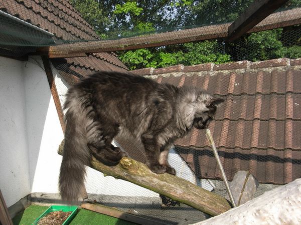 Undercover-Coon´s Flo Bild 186