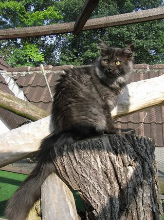 Undercover-Coon´s Flo Bild 187