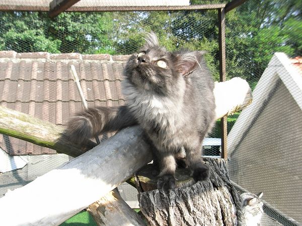 Undercover-Coon´s Flo Bild 188