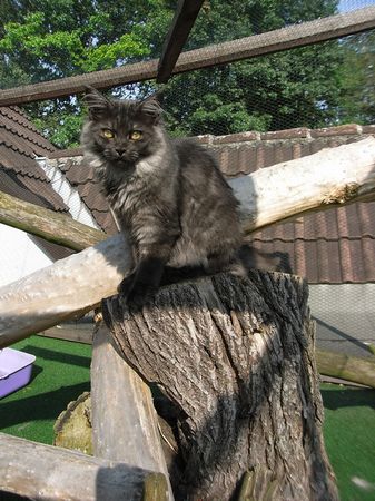 Undercover-Coon´s Flo Bild 189