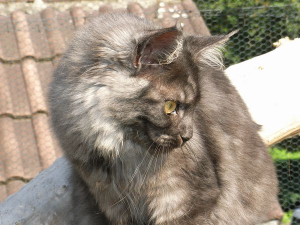 Undercover-Coon´s Flo Bild 191