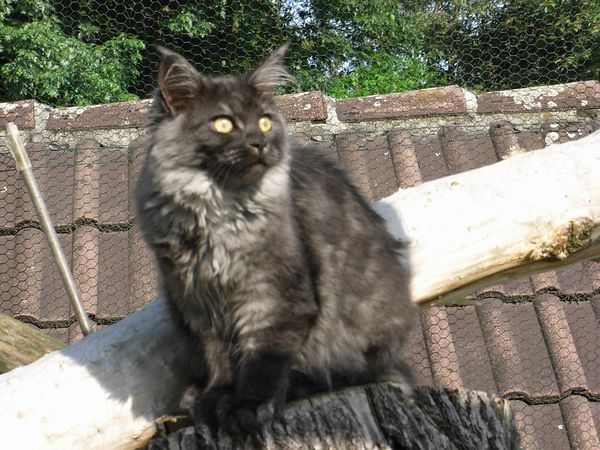 Undercover-Coon´s Flo Bild 192