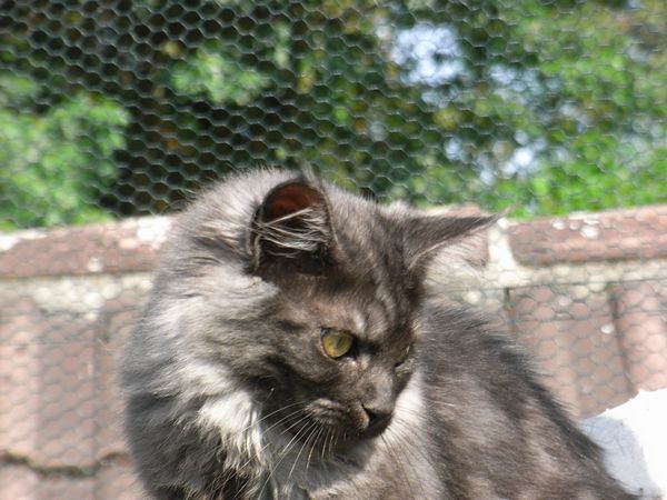 Undercover-Coon´s Flo Bild 193