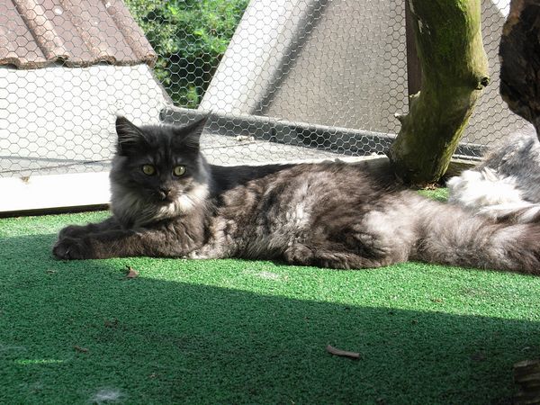 Undercover-Coon´s Flo Bild 196