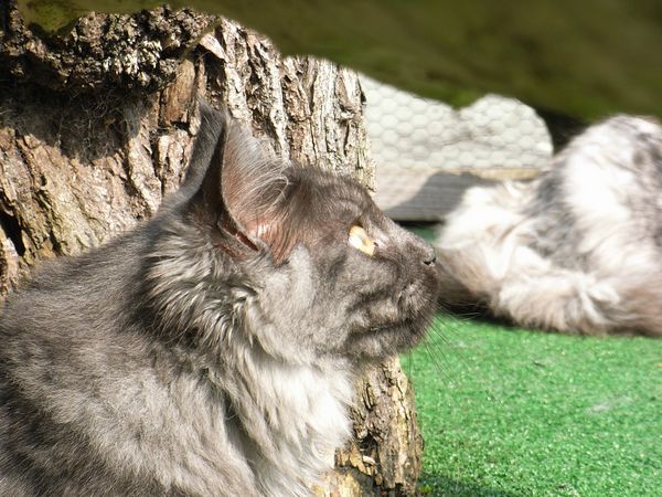 Undercover-Coon´s Flo Bild 197