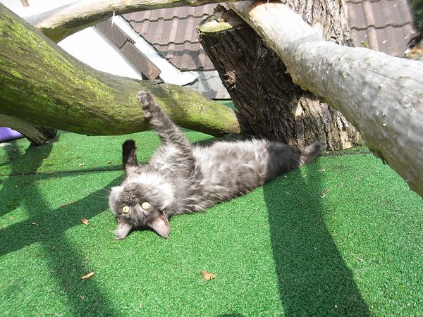 Undercover-Coon´s Flo Bild 204