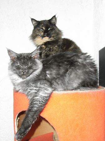 Undercover-Coon´s Flo Bild 205