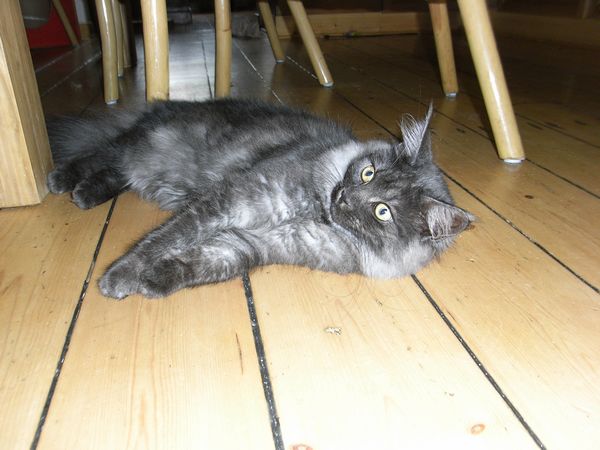 Undercover-Coon´s Flo Bild 206