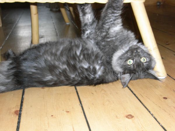 Undercover-Coon´s Flo Bild 207