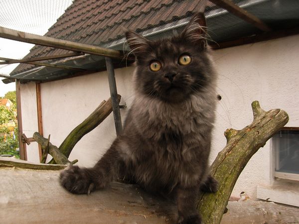 Undercover-Coon´s Flo Bild 212