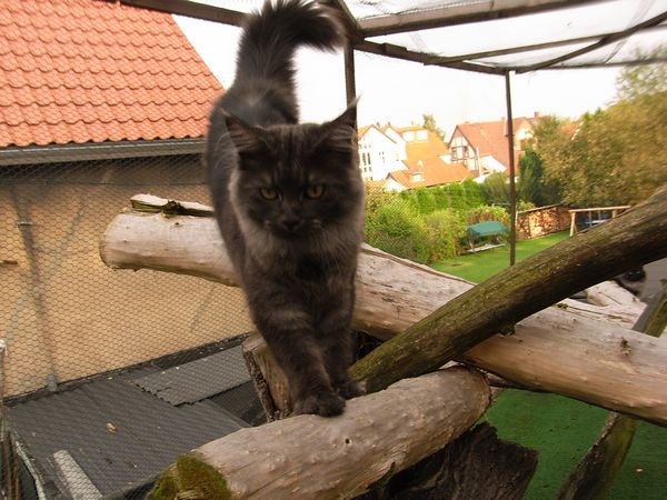 Undercover-Coon´s Flo Bild 214
