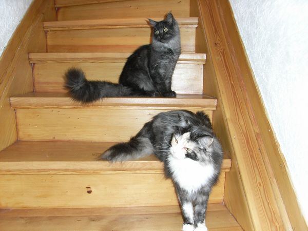 Undercover-Coon´s Flo Bild 216