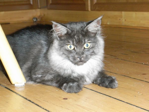 Undercover-Coon´s Flo Bild 218