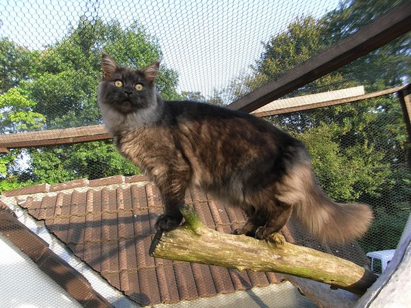 Undercover-Coon´s Flo Bild 219