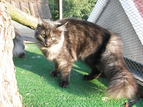 Undercover-Coon´s Flo Bild 220