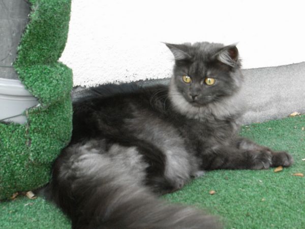 Undercover-Coon´s Flo Bild 224