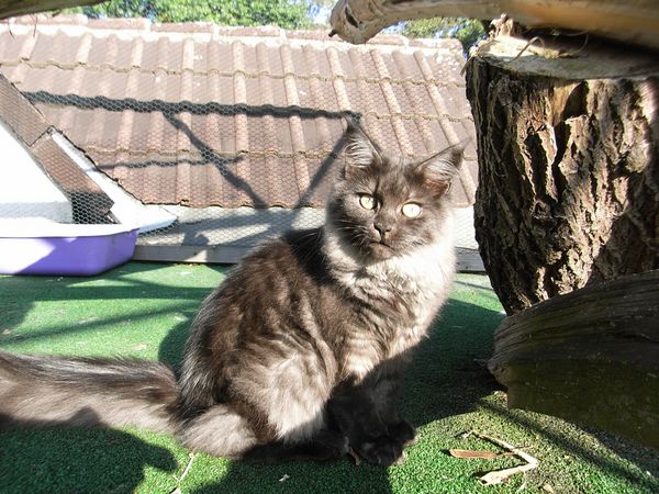 Undercover-Coon´s Flo Bild 227