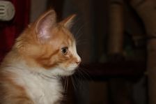 Garfield