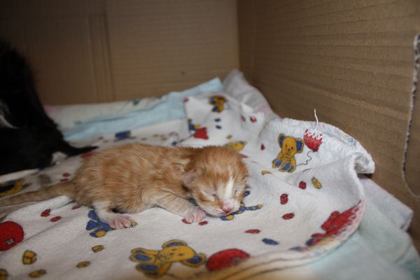 Undercover-Coon´s Garfield Bild 1