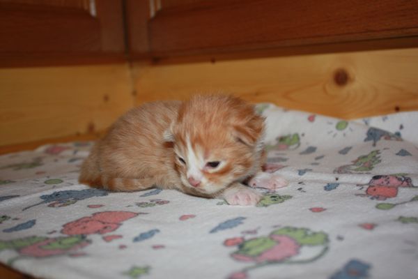 Undercover-Coon´s Garfield Bild 3
