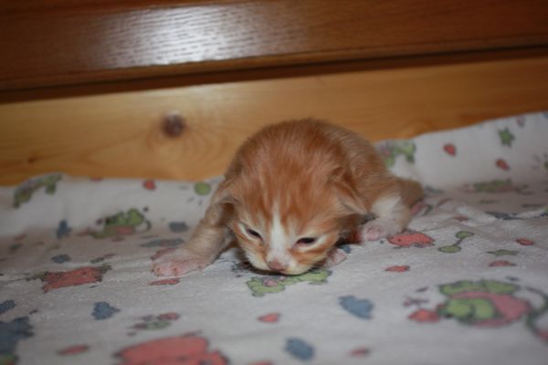 Undercover-Coon´s Garfield Bild 4