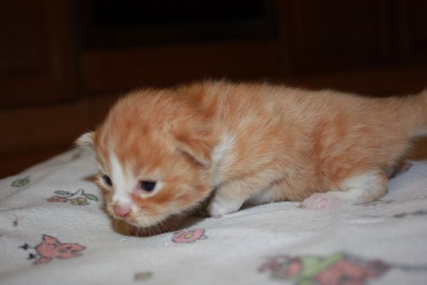 Undercover-Coon´s Garfield Bild 8