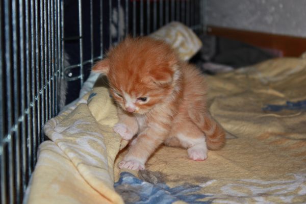 Undercover-Coon´s Garfield Bild 11