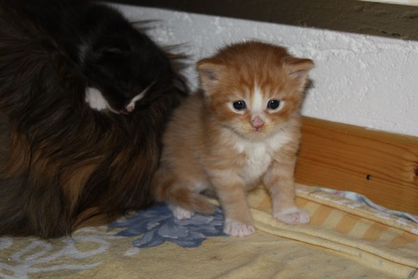 Undercover-Coon´s Garfield Bild 13