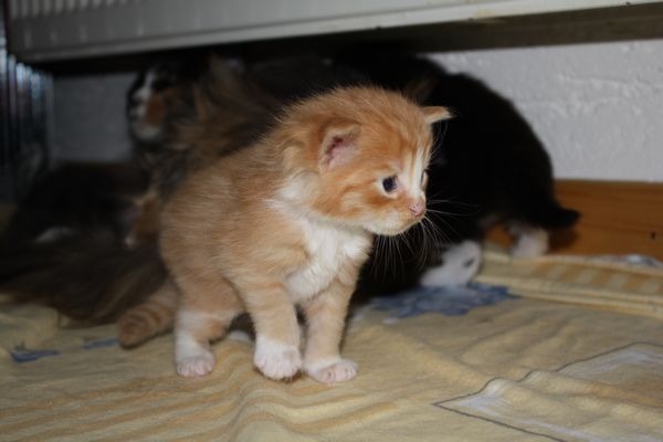 Undercover-Coon´s Garfield Bild 14