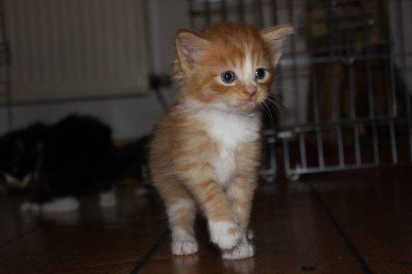 Undercover-Coon´s Garfield Bild 21