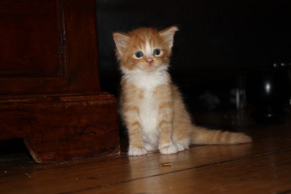 Undercover-Coon´s Garfield Bild 22