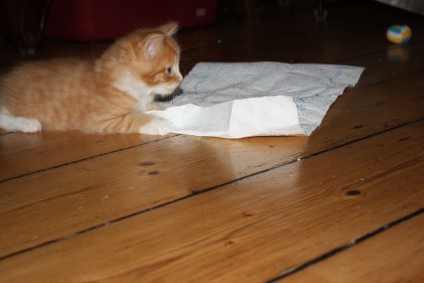Undercover-Coon´s Garfield Bild 27