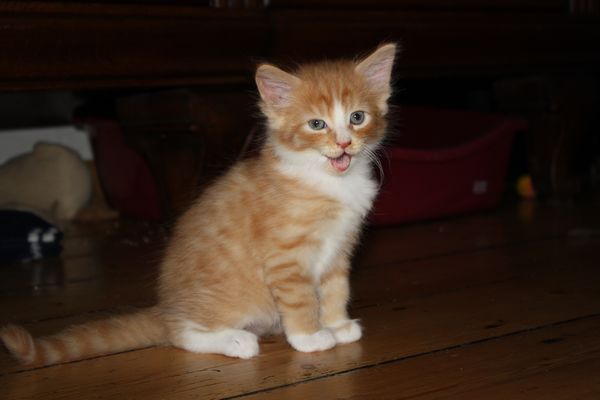 Undercover-Coon´s Garfield Bild 29