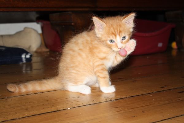 Undercover-Coon´s Garfield Bild 30