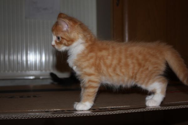 Undercover-Coon´s Garfield Bild 33