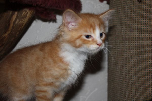 Undercover-Coon´s Garfield Bild 36