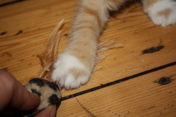 Undercover-Coon´s Garfield Bild 39