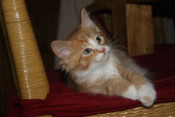 Undercover-Coon´s Garfield Bild 43